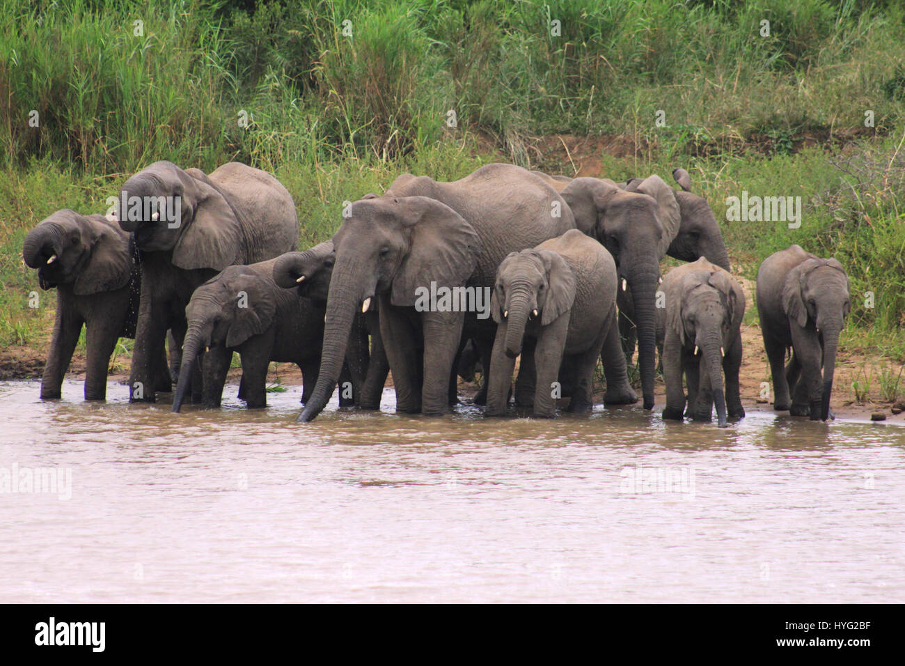 L'instant d'un craint seize pieds de long appelé "Dents de crocodile" a tenté d'abattre un adulte huit pieds de haut éléphant n'a été capturé par un photographe amateur. La rencontre, qui n'a duré que 20 secondes, montre un troupeau de 11 éléphants, vous arrêtant à un cours d'eau pour étancher leur soif, quand l'un d'entre eux. Le puissant croc, connu localement comme Jaws, enveloppé sa bouche autour du tronc de l'éléphant d'adultes. Heureusement, un collègue du troupeau d'éléphants n'a pas perdu de temps et accusé le crocodile - l'obligeant à abandonner son déjeuner costaud. Gare d'enseignants d'Afrique du Sud Banque D'Images