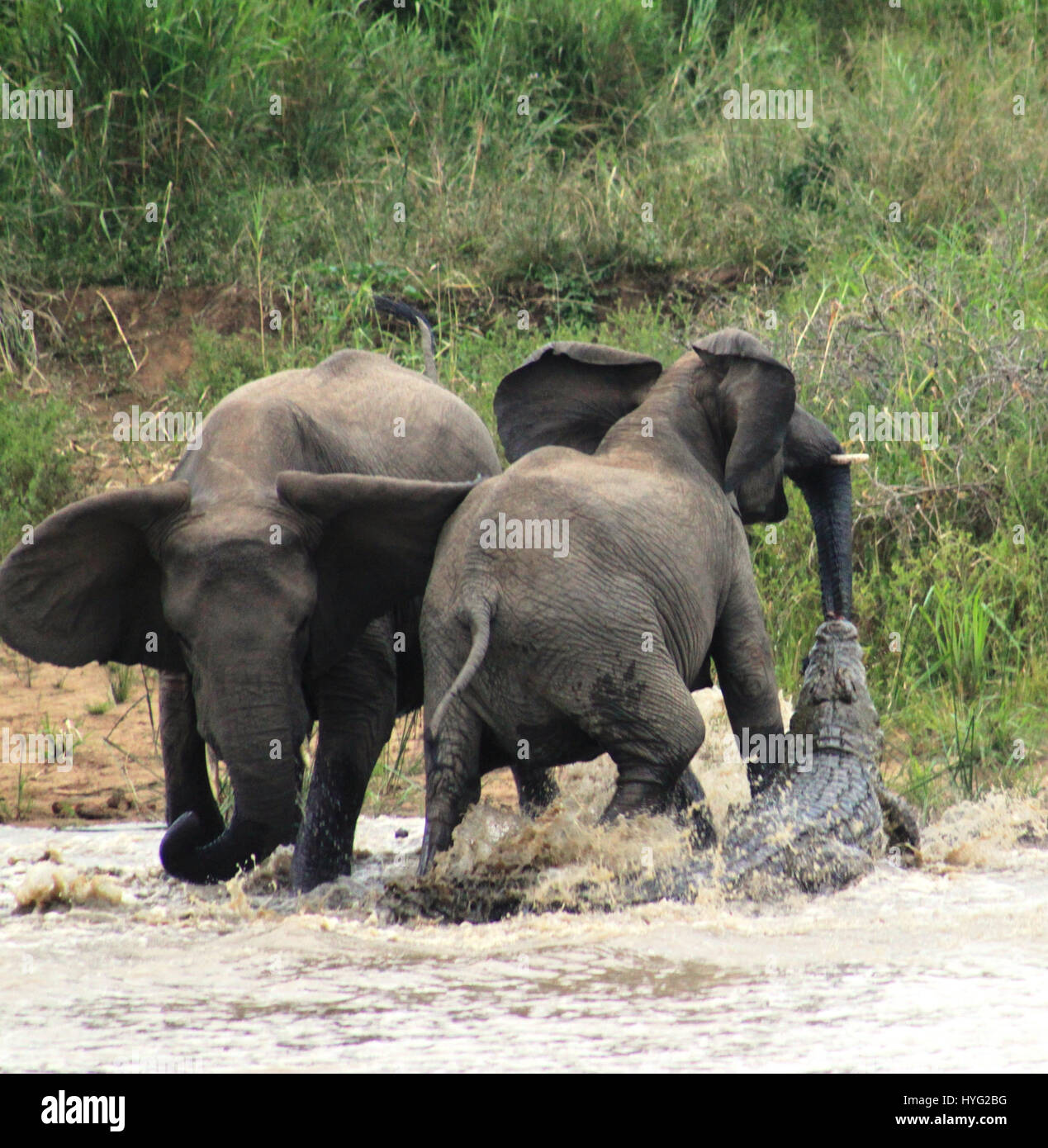 L'instant d'un craint seize pieds de long appelé "Dents de crocodile" a tenté d'abattre un adulte huit pieds de haut éléphant n'a été capturé par un photographe amateur. La rencontre, qui n'a duré que 20 secondes, montre un troupeau de 11 éléphants, vous arrêtant à un cours d'eau pour étancher leur soif, quand l'un d'entre eux. Le puissant croc, connu localement comme Jaws, enveloppé sa bouche autour du tronc de l'éléphant d'adultes. Heureusement, un collègue du troupeau d'éléphants n'a pas perdu de temps et accusé le crocodile - l'obligeant à abandonner son déjeuner costaud. Gare d'enseignants d'Afrique du Sud Banque D'Images