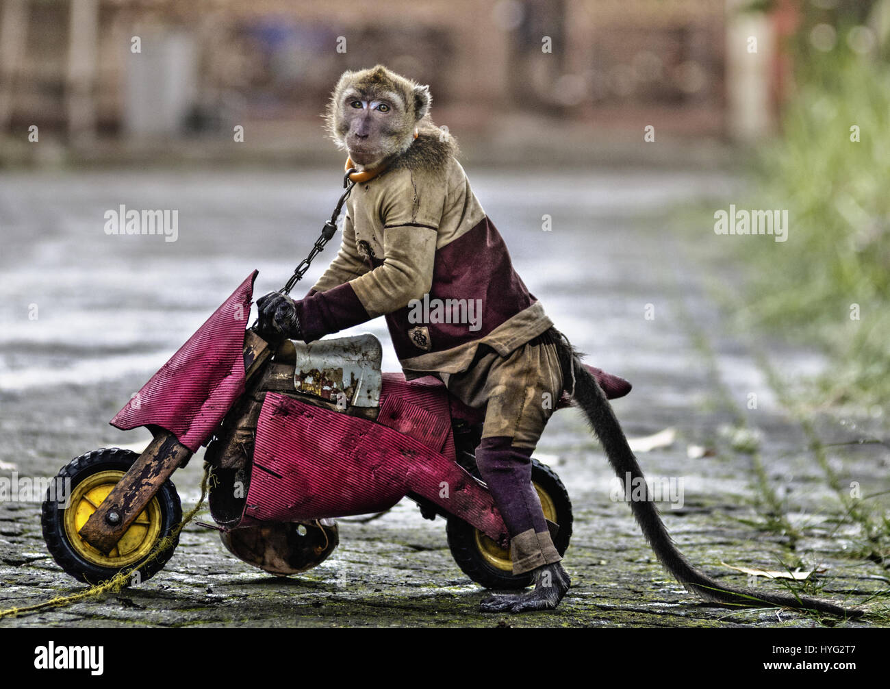 Un macaque est faite pour rouler en moto de jouets. Forcés de porter des  masques, tirer et brouettes même monter une mini-moto sur la rue pouvait  ces pauvres macaques être les personnes