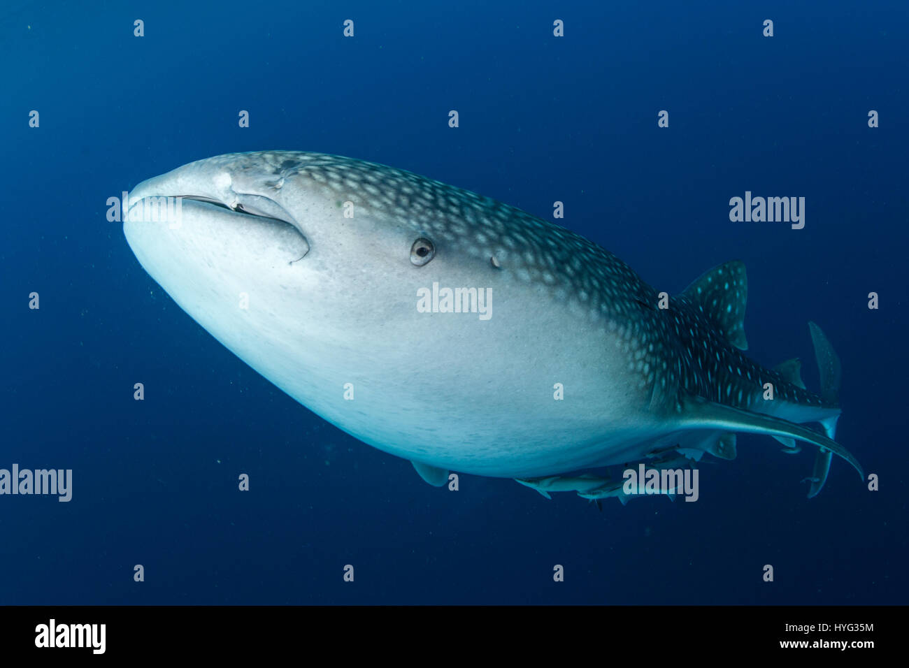 CENDERAWASIH BAY, en Papouasie occidentale : Si vous pensez que votre travail est difficile d'imaginer en compétition pour une capture de la journée avec le plus gros poisson. L'ampleur de ce requin baleine peut être vu en comparaison directe avec le cent-huit pieds de long bateau à voile comme indiqué dans ces photos de mâchoire. Plusieurs requins baleines sont considérés jusqu'à la natation, en dessous et autour du bateau de pêche pour essayer et obtenir des billets de faveur à partir de leurs amis pêcheurs. Le photographe australien Scott Portelli (43) se sont rendus à trente-deux pieds Cenderawasih Bay, en Papouasie occidentale pour capturer le poisson géant en action. Banque D'Images