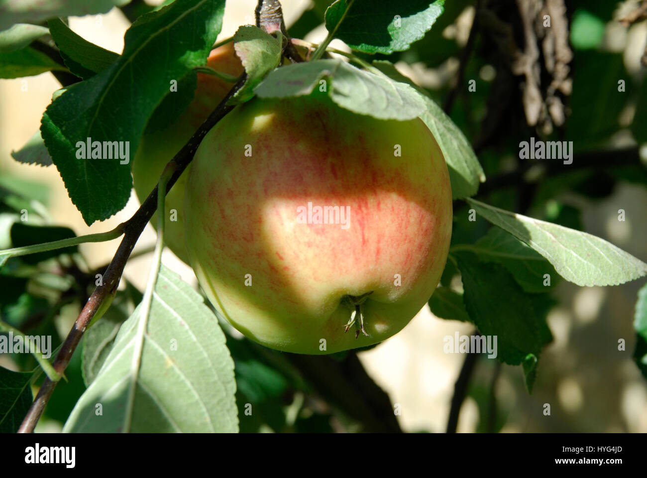 James Grieve Apple Banque D'Images