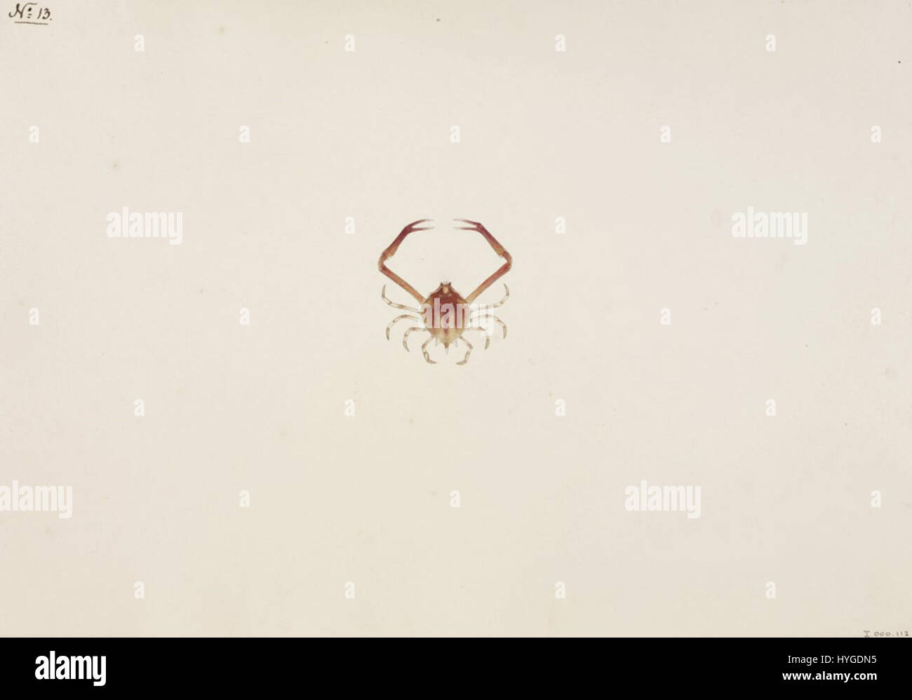 'Myra fugax' de Kawahara Keiga est un dessin finement détaillé à l'aquarelle et au crayon de la collection Siebold, représentant une espèce de papillon. L'œuvre reflète la maîtrise de l'artiste dans la capture des formes naturelles avec une précision scientifique, commune dans les japonais du XIXe siècle Banque D'Images