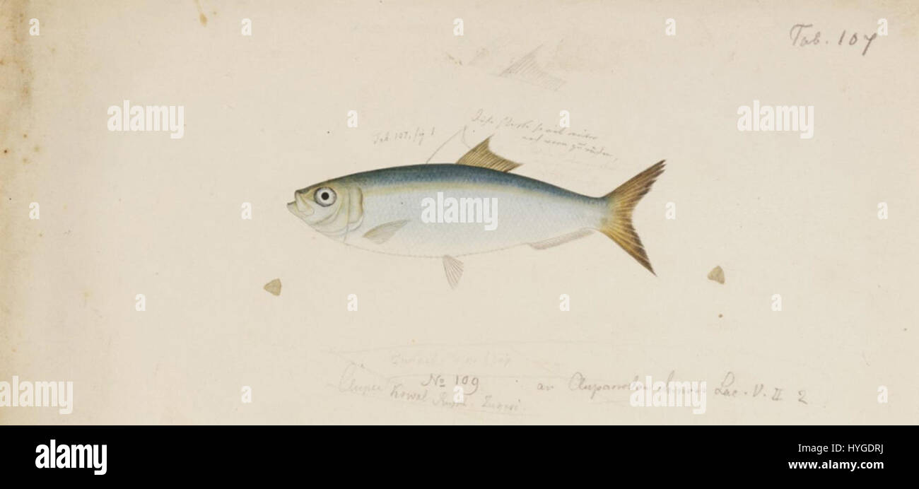 Ce dessin au crayon et aquarelle de Kawahara Keiga, représentant Harengula zunasi, faisait partie de la collection Siebold. Il illustre les espèces de poissons avec beaucoup de détails, montrant la précision du naturaliste japonais du XIXe siècle Banque D'Images
