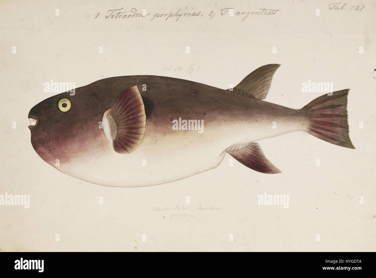 Cette œuvre, de Kawahara Keiga, est un dessin au crayon et à l'aquarelle de la collection Siebold, représentant le poisson fugu, Takifugu porphyreus, avec une attention particulière aux détails anatomiques, produit entre 1823 et 1829. Banque D'Images