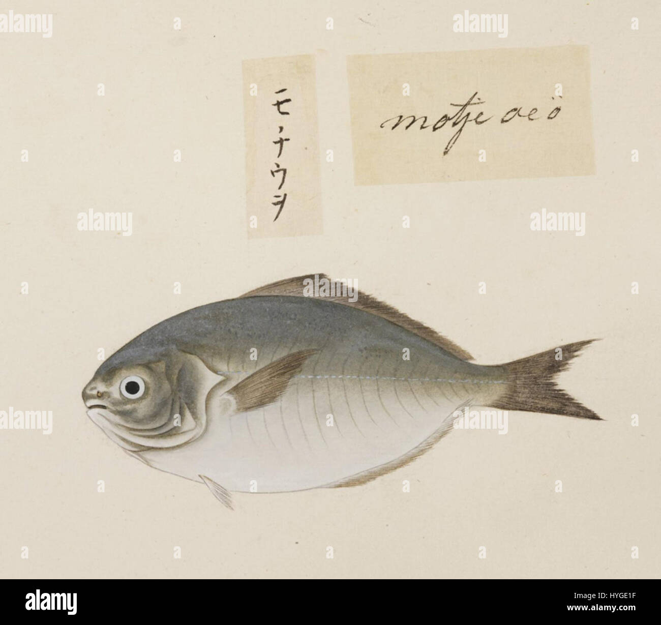 Ce dessin au crayon et aquarelle d'Uraspis helvola, créé par Kawahara Keiga entre 1823 et 1829, fait partie de la collection Siebold. Il représente une espèce de poisson, mettant en valeur les compétences d'observation précises de Keiga. Banque D'Images