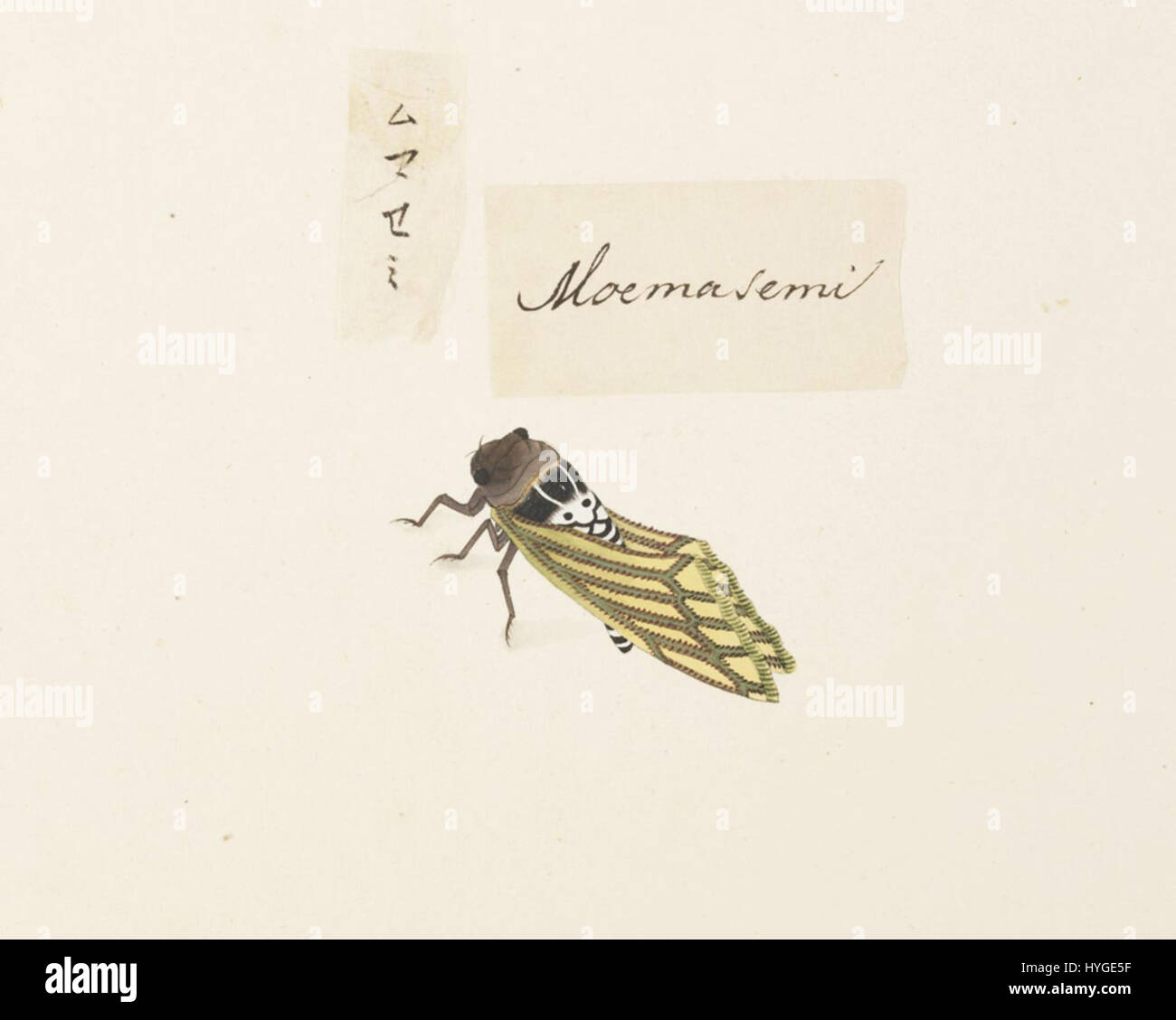 Ce dessin au crayon et à l'aquarelle de 1823-1829 de Kawahara Keiga, qui fait partie de la collection Siebold du Naturalis Biodiversity Center, représente 'Graptopsaltria nigrofuscata', une espèce de cigale. L’illustration détaillée de Keiga met en évidence les caractéristiques complexes de l’insecte, contribuant ainsi à la documentation scientifique de l’histoire naturelle pendant la période Edo. Banque D'Images