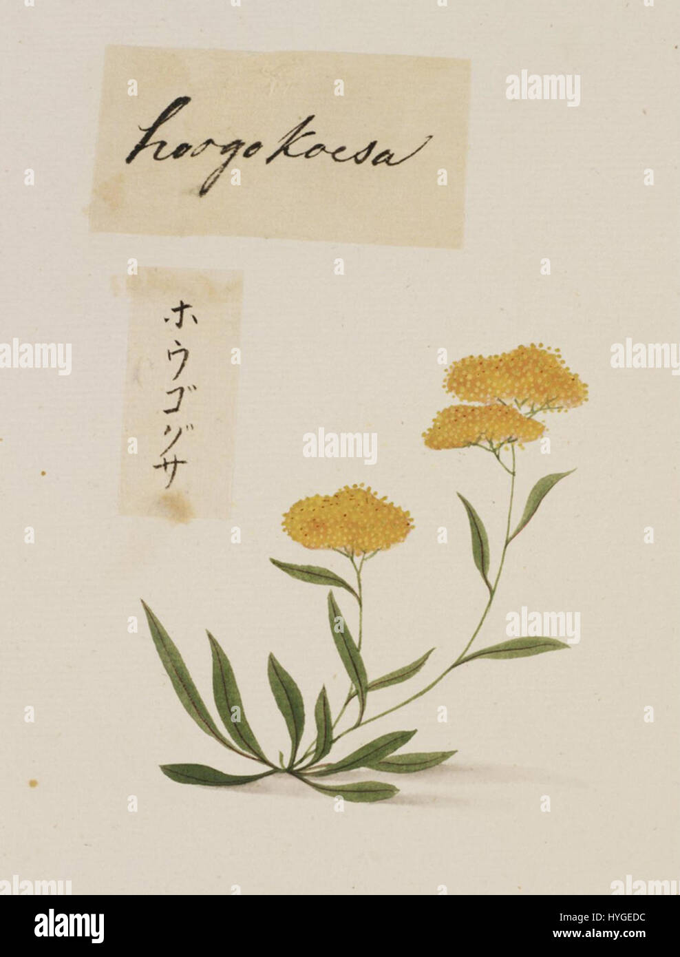 Ce dessin végétal non identifié de Kawahara Keiga, daté entre 1823 et 1829, fait partie de la collection Siebold du Naturalis Biodiversity Center. Il démontre les compétences détaillées de Keiga en illustration botanique, capturant les caractéristiques complexes de la plante au crayon et à l'aquarelle. Banque D'Images