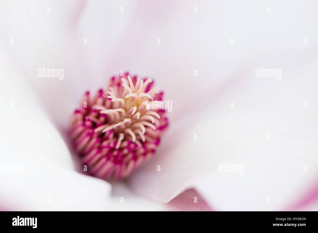 Détail de fleur de magnolia rose Banque D'Images