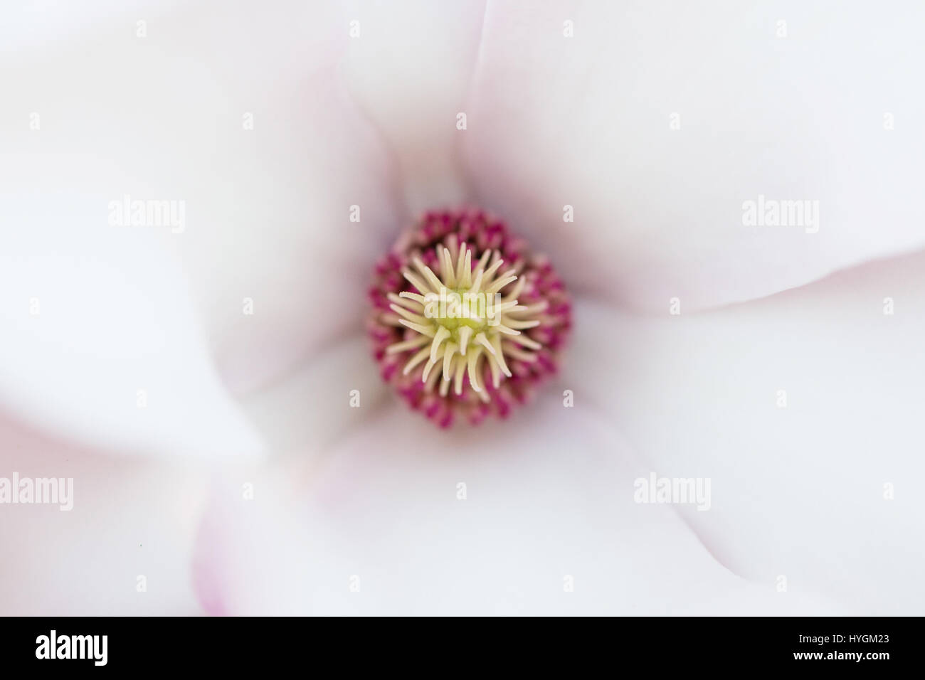 Détail de fleur de magnolia rose Banque D'Images