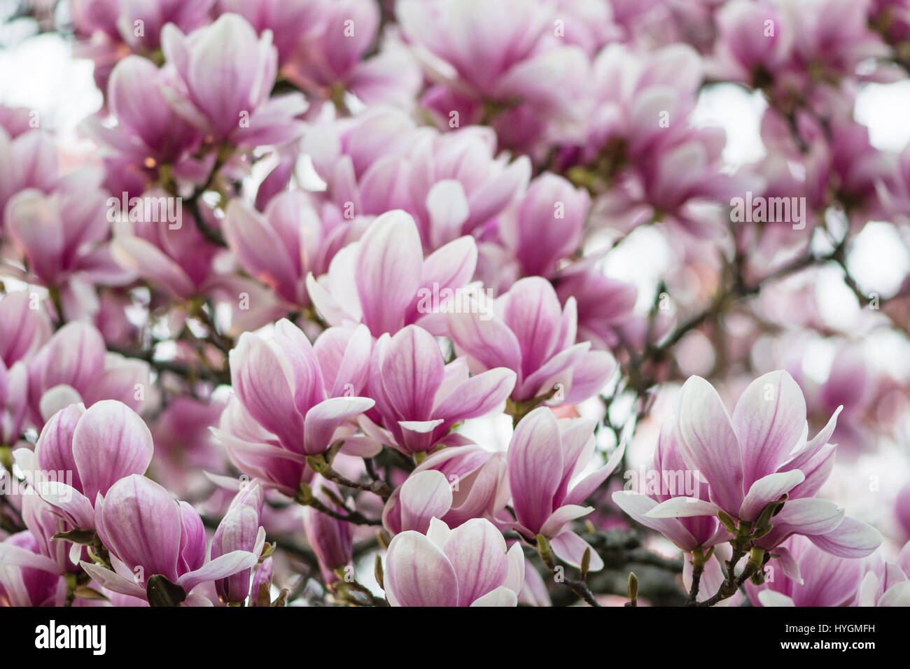 Magnolia arbre plein de fleurs roses Banque D'Images