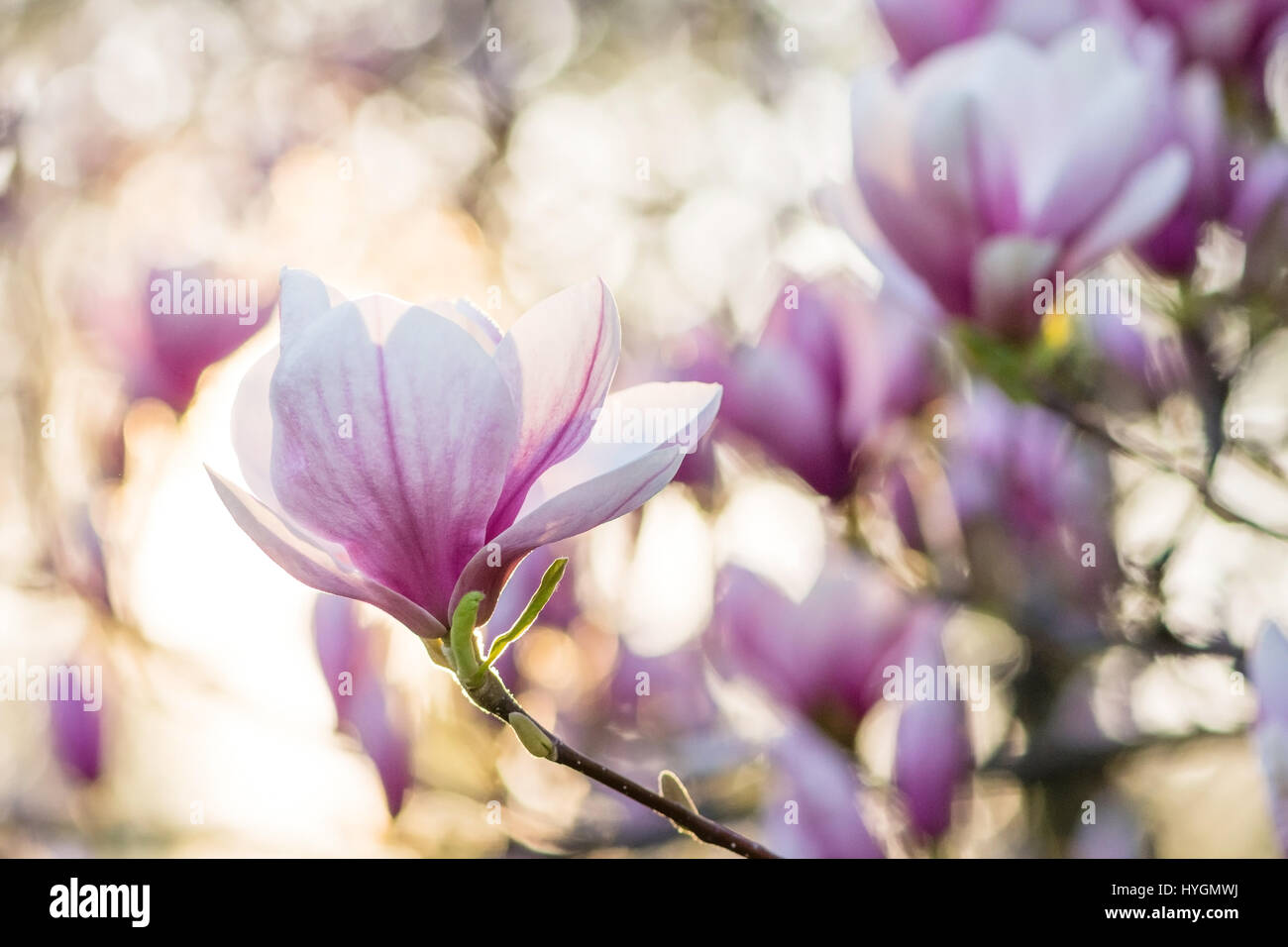 Magnolia rose fleur pleine d'allumé par le soleil de l'arrière-plan Banque D'Images