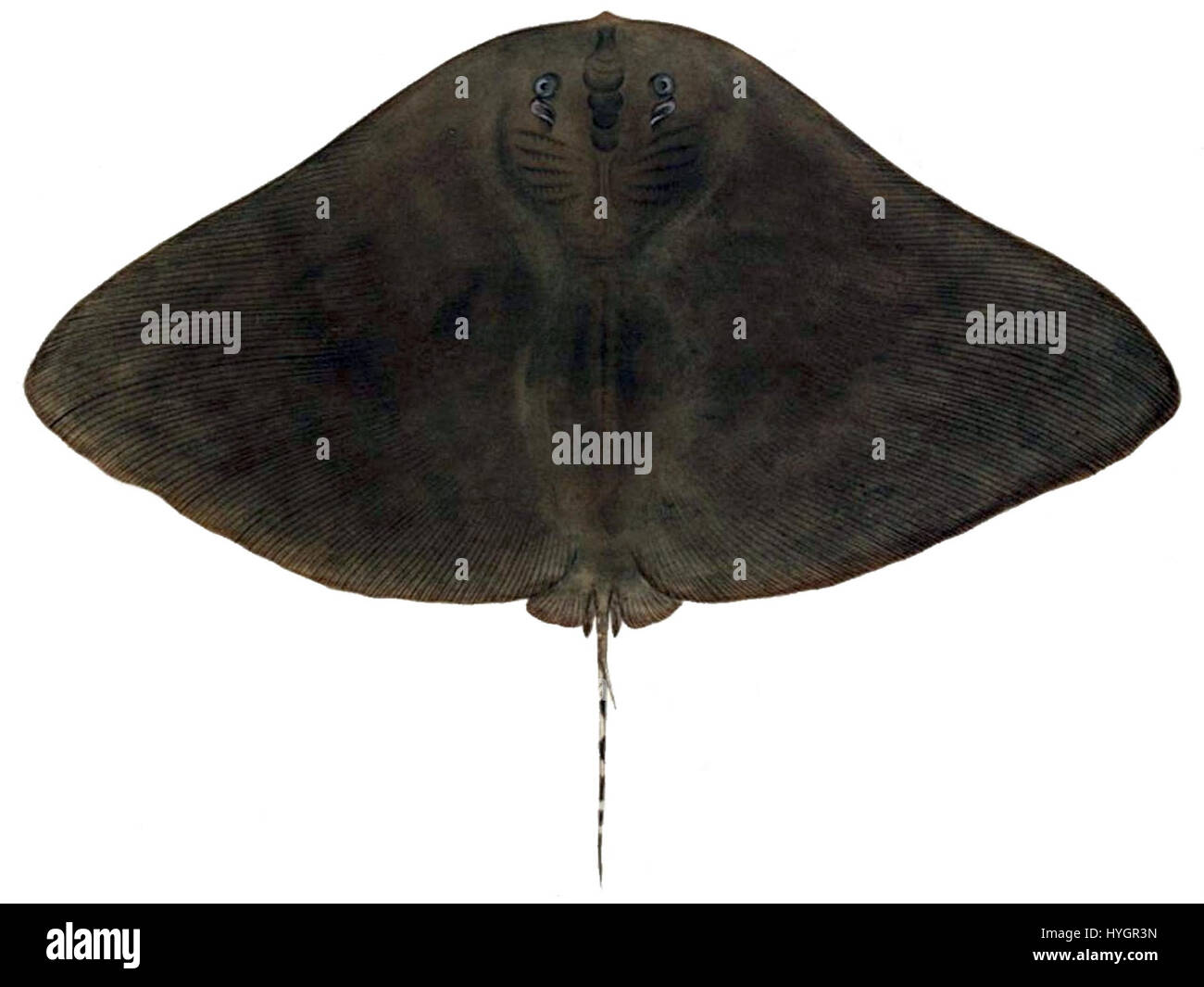 Gymnura japonica, communément appelée raie papillons japonaise, est une espèce de raie présente dans les eaux côtières du Japon. Il est reconnu pour sa forme distinctive et se trouve souvent dans les fonds marins sablonneux ou boueux. Banque D'Images