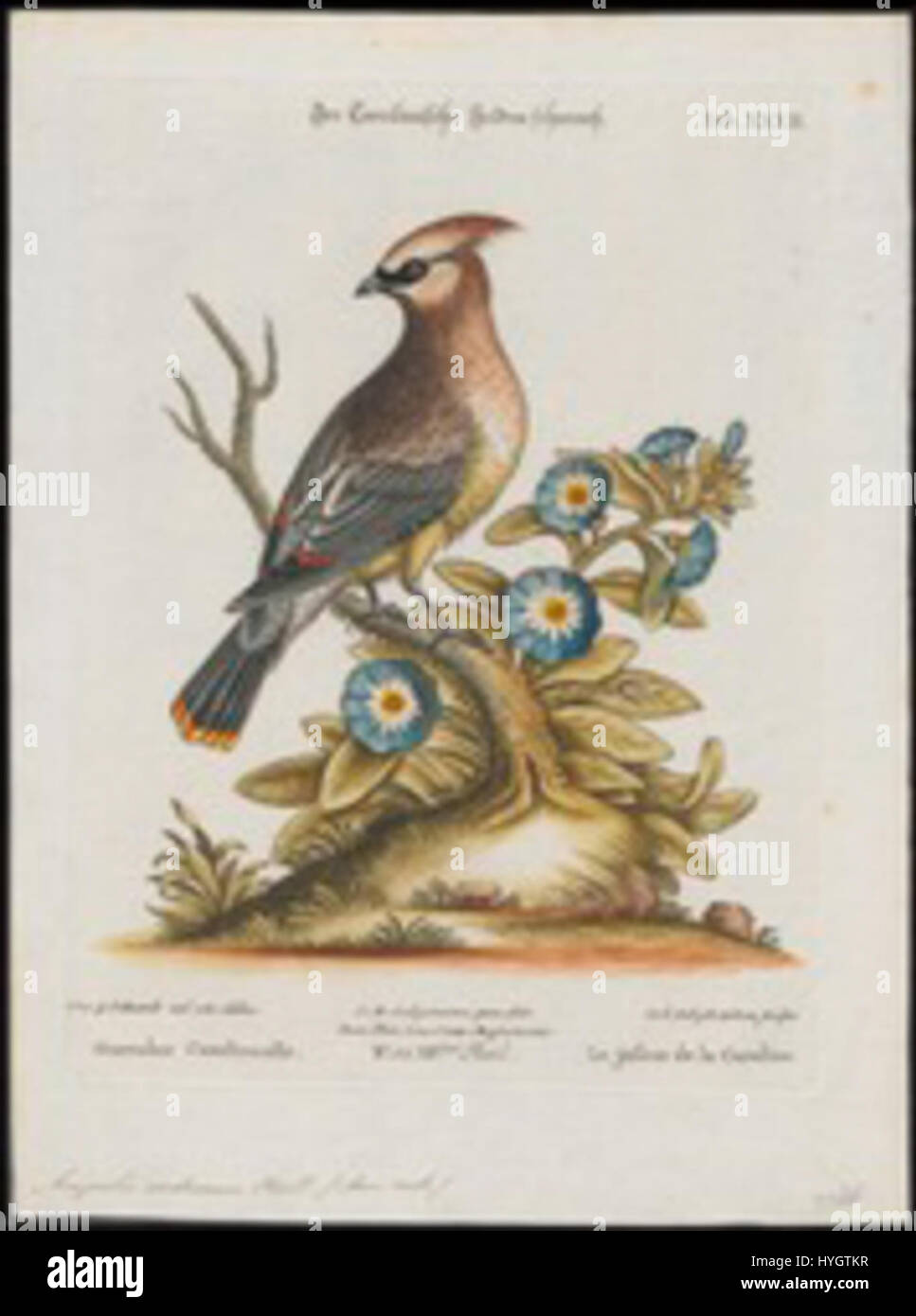 Une Ampelis page1 178px cedrorum 1700 1880 2e moitié d'impression Zoologica Collections spéciales de l'Université d'Amsterdam l'UBA01 IZ16600011.tif Banque D'Images