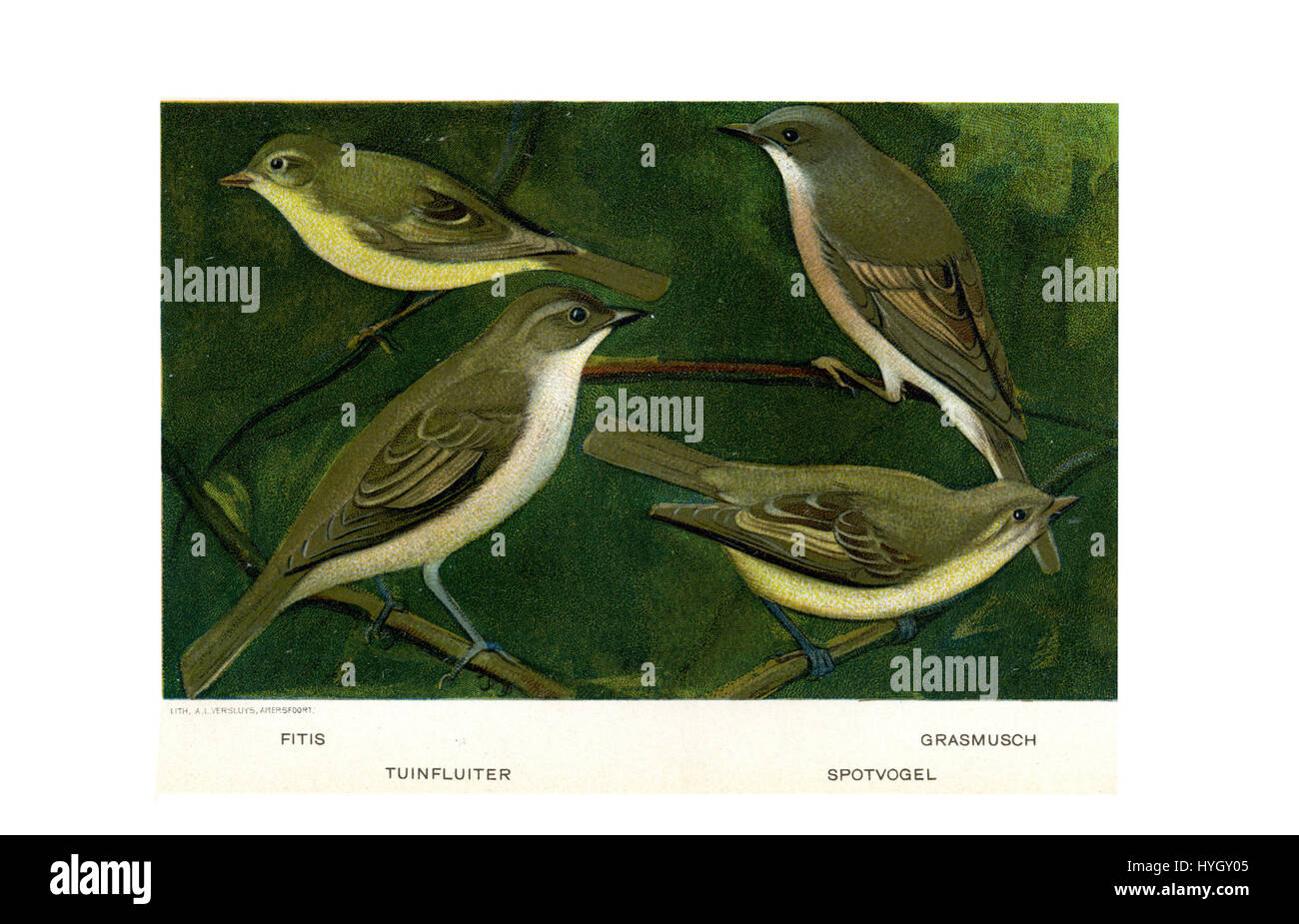 'Vogels Door Jan van Oort' fait référence à une série d'illustrations d'oiseaux de l'artiste néerlandais Jan van Oort. La série capture diverses espèces d'oiseaux avec une attention particulière à leur anatomie et à leur environnement naturel. Banque D'Images