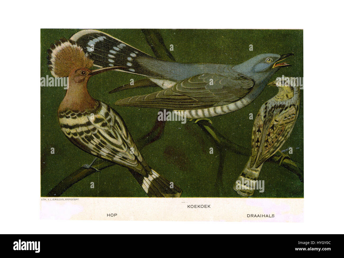 Une illustration hollandaise du XVIIe siècle d'oiseaux par Jan van Oort, représentant une buse, un coucou gemeau et une torche potagère eurasienne. Banque D'Images
