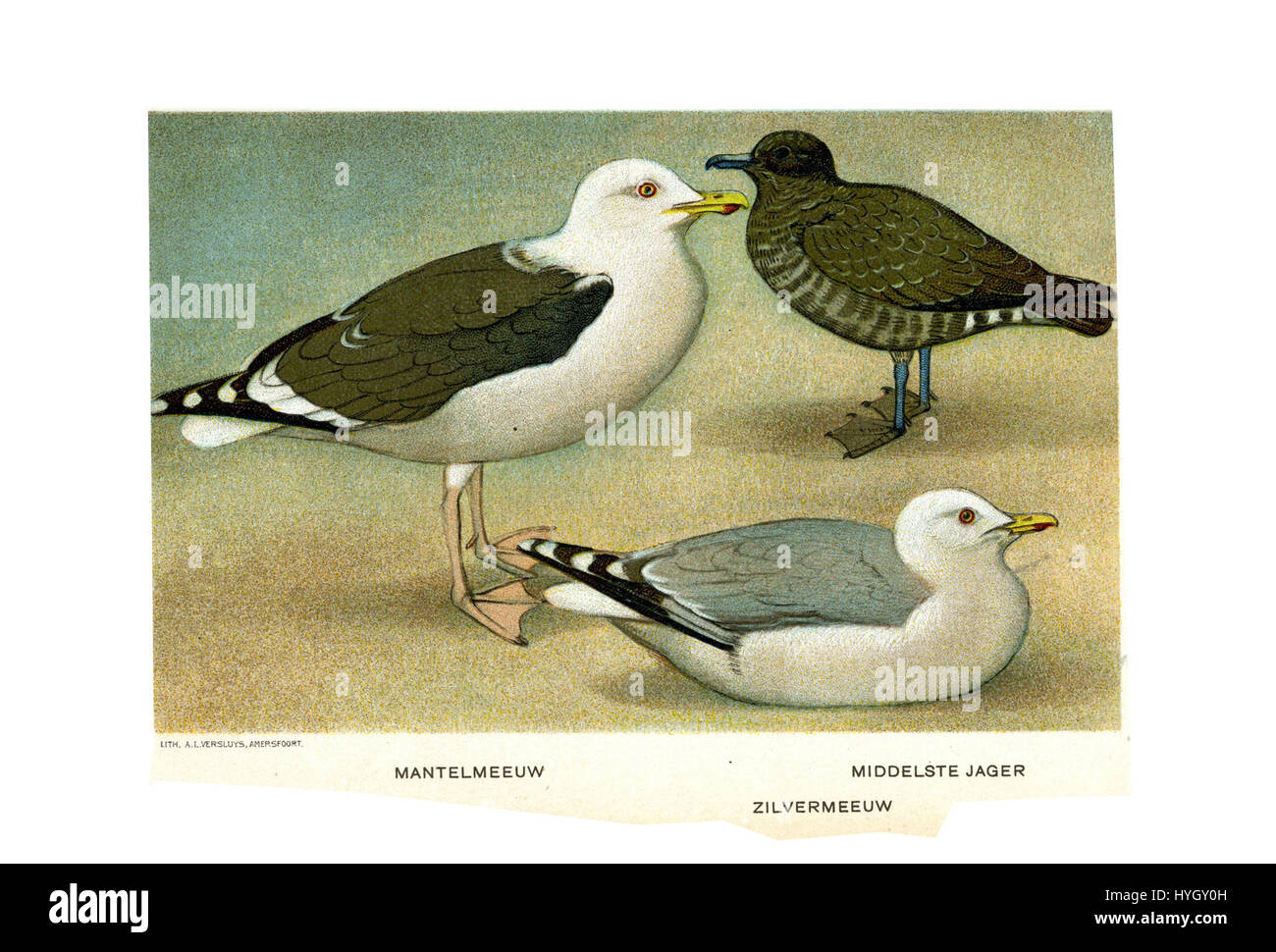 'Vogels' de Jan van Oort est une série d'illustrations d'oiseaux qui met en valeur l'attention méticuleuse portée aux détails par l'artiste néerlandais. Connu pour ses rendus naturalistes, Van Oort capture un large éventail d'espèces d'oiseaux, en se concentrant sur leur anatomie, leur posture et leur habitat naturel. Banque D'Images
