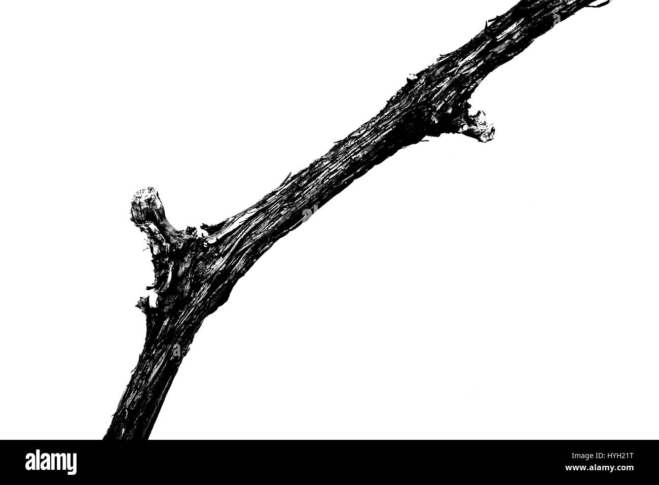 Close up of dry vine en noir et blanc. Banque D'Images