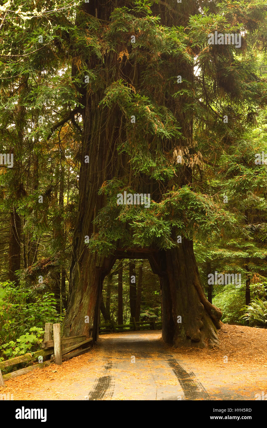 Route à travers bois rouge Tree Banque D'Images