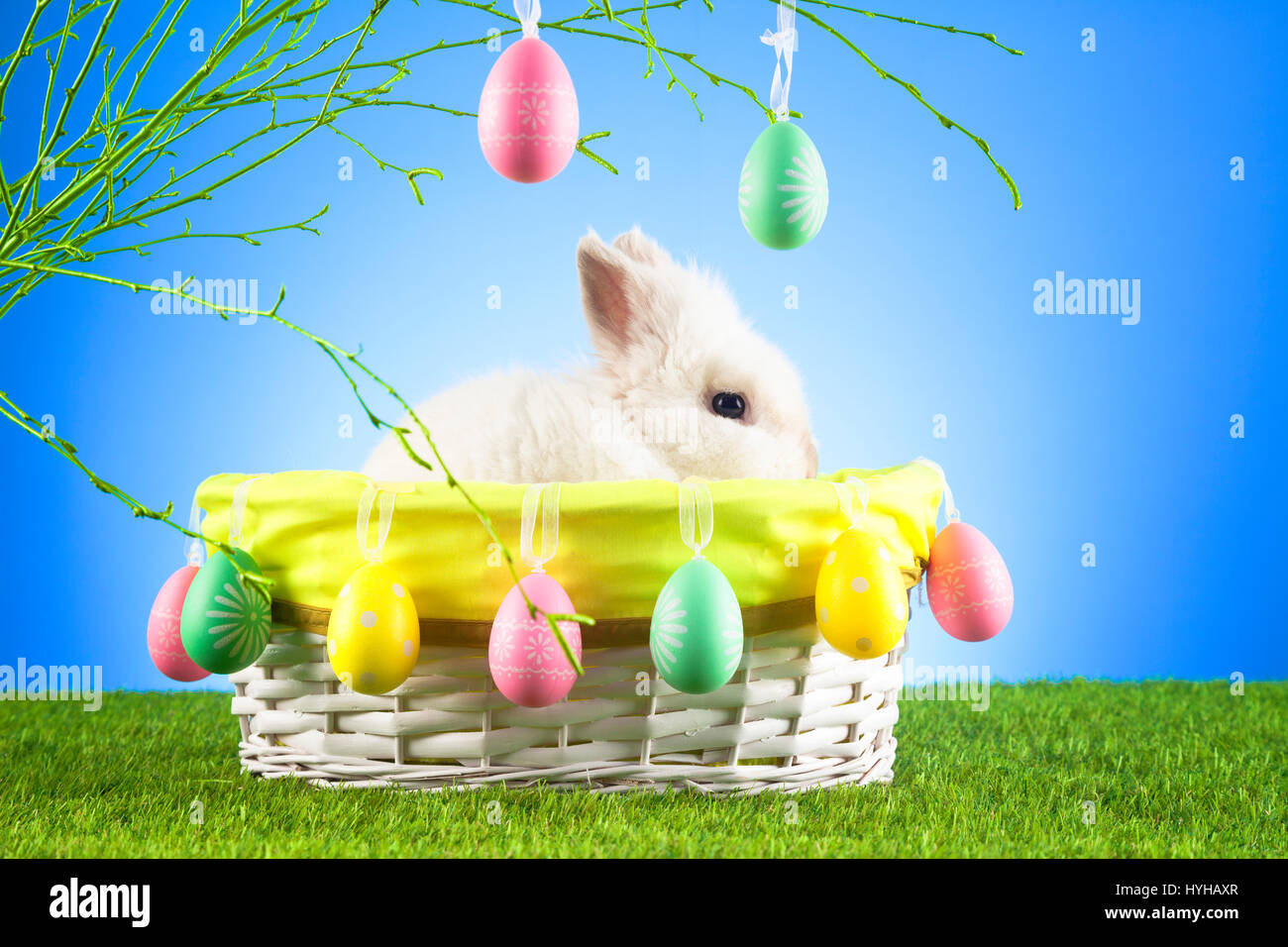 Mignon Lapin de Pâques assis dans un panier en osier décoré avec des oeufs de Pâques Banque D'Images