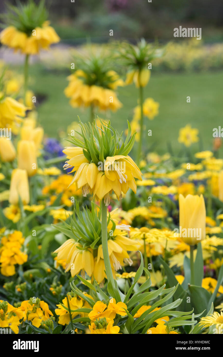 Fritillaria imperialis 'Maxima Lutea'. Couronne impériale 'Maxima Lutea' dans un parterre de fleurs à Hyde Park, Londres Banque D'Images