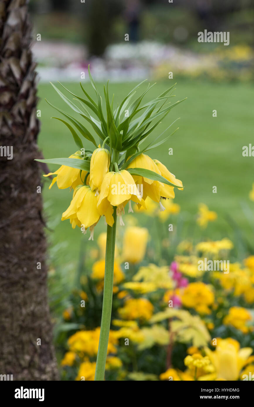 Fritillaria imperialis 'Maxima Lutea'. Couronne impériale 'Maxima Lutea' dans un parterre de fleurs à Hyde Park, Londres Banque D'Images