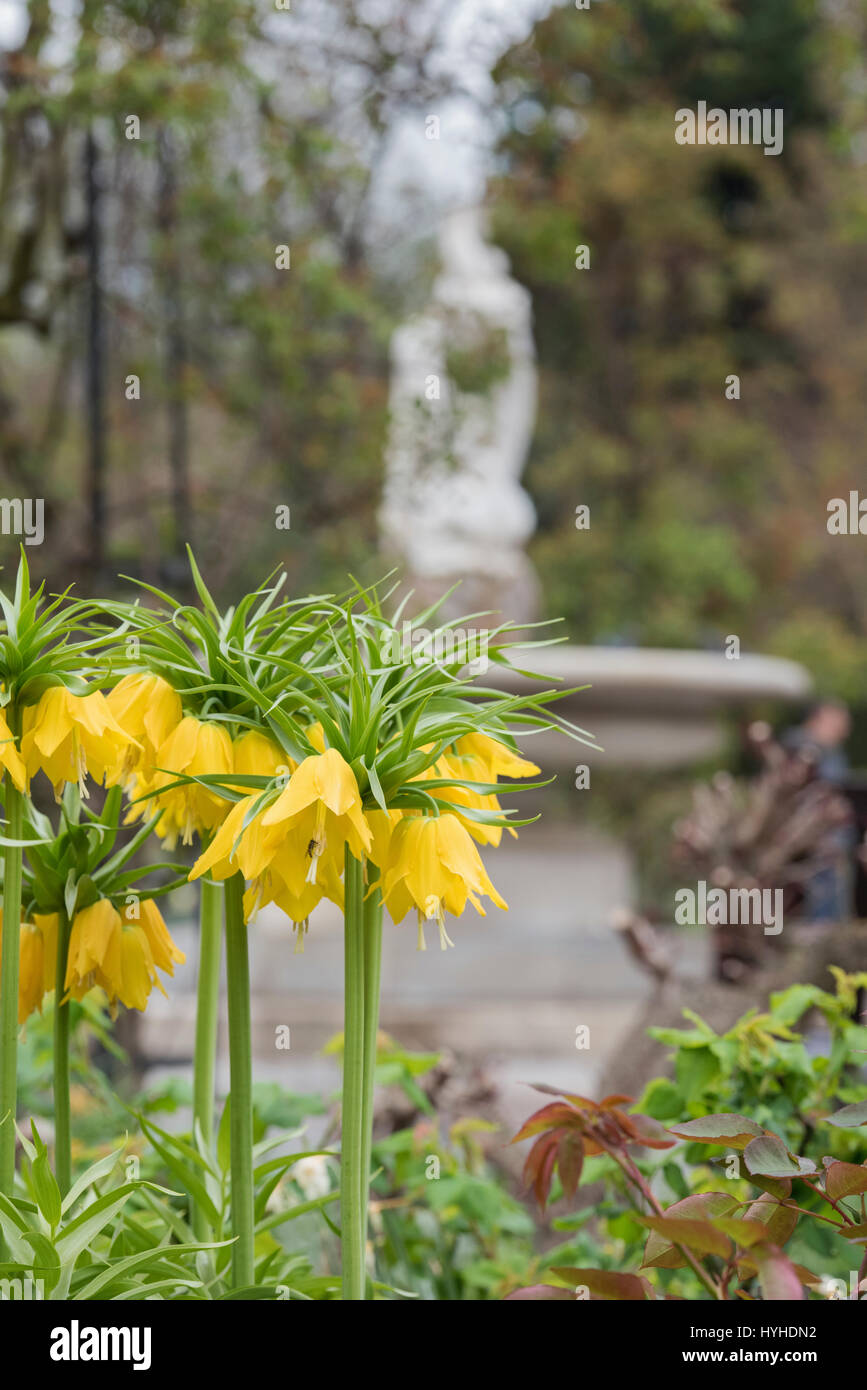 Fritillaria imperialis 'Maxima Lutea'. Couronne impériale 'Maxima Lutea' dans un parterre de fleurs à Hyde Park, Londres Banque D'Images