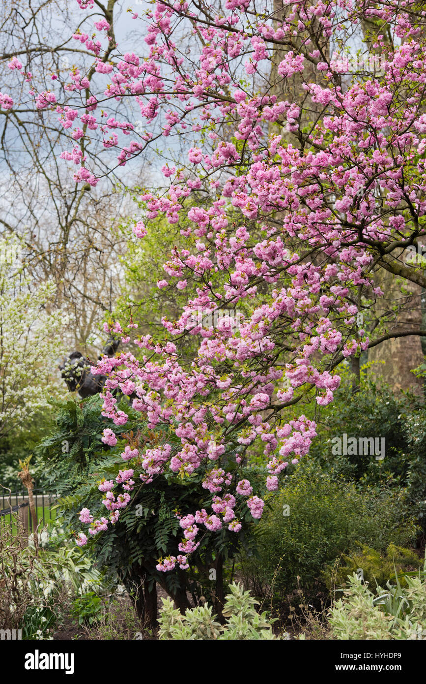 Prunus. Japanese cherry blossom tree au printemps. Hyde park. Ville de Westminster. Londres Banque D'Images
