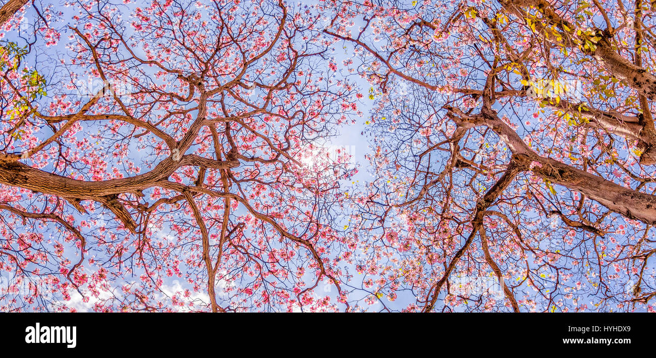 Arbre à trompettes roses feuilles changeantes Banque D'Images