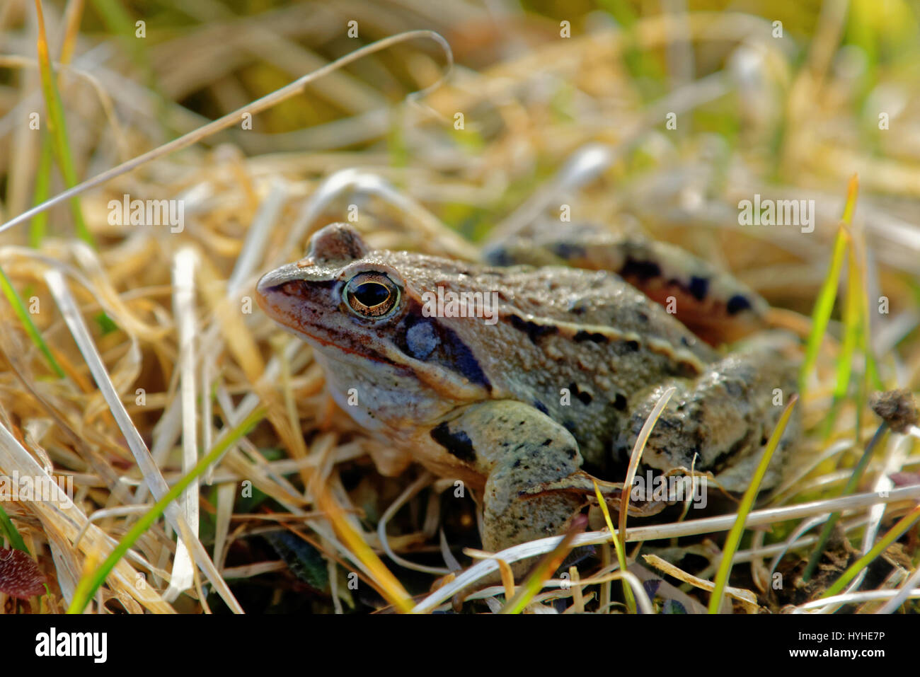 Pelophylax ridibundus Banque de photographies et d’images à haute