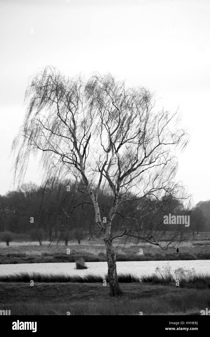 La beauté dans le détail - Richmond Park, Londres Banque D'Images