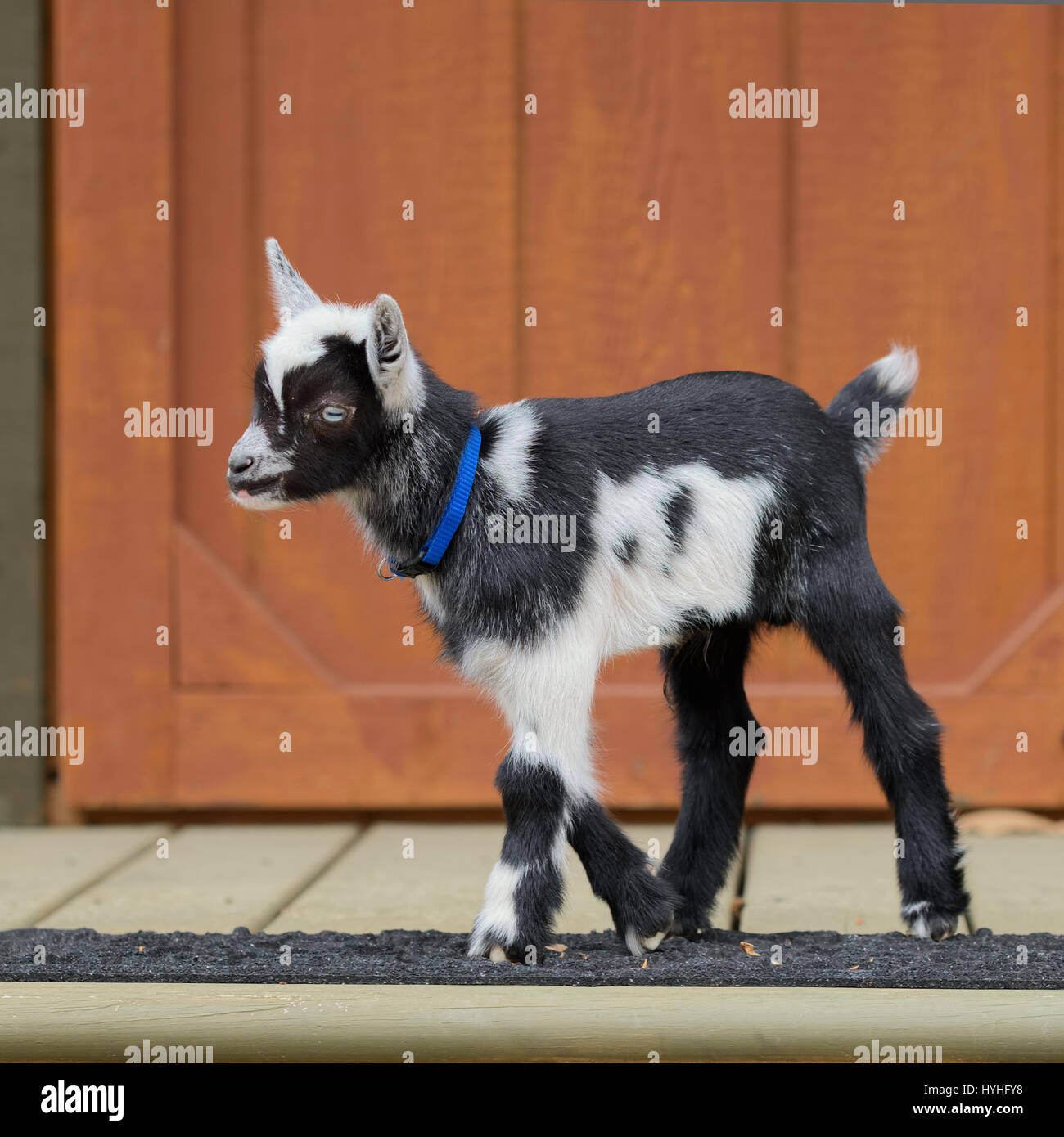 Une Semaine Bebe Chevre Naine Nigerian Joue Dehors Sur Le Porche Photo Stock Alamy