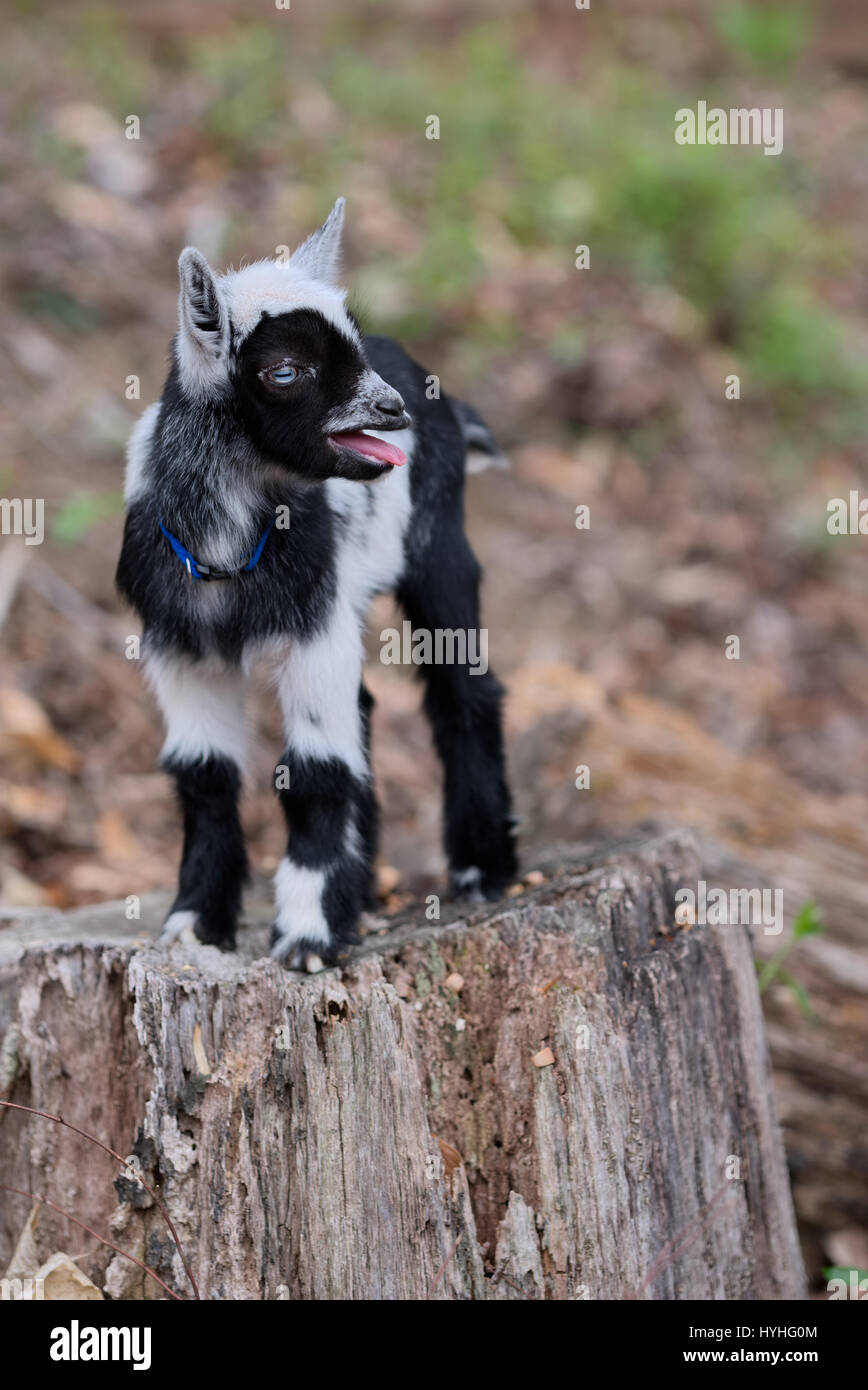 Une Semaine Bebe Chevre Naine Nigerian Joue Dehors Sur Souche D Arbre Photo Stock Alamy Une Semaine Bebe Chevre Naine Nigerian Joue Dehors Sur Souche D Arbre Photo Stock Alamy