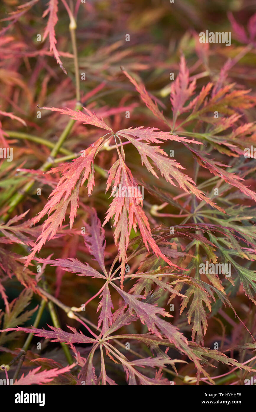 Acer palmatum var. dissectum Beni-shidare feuilles à l'automne. Banque D'Images