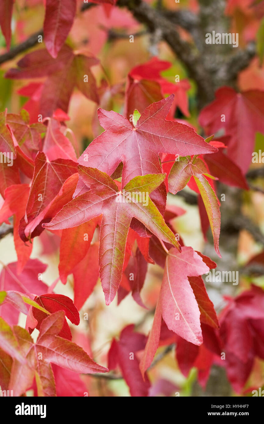 Liquidambar styraciflua 'Corky' feuilles à l'automne. Banque D'Images