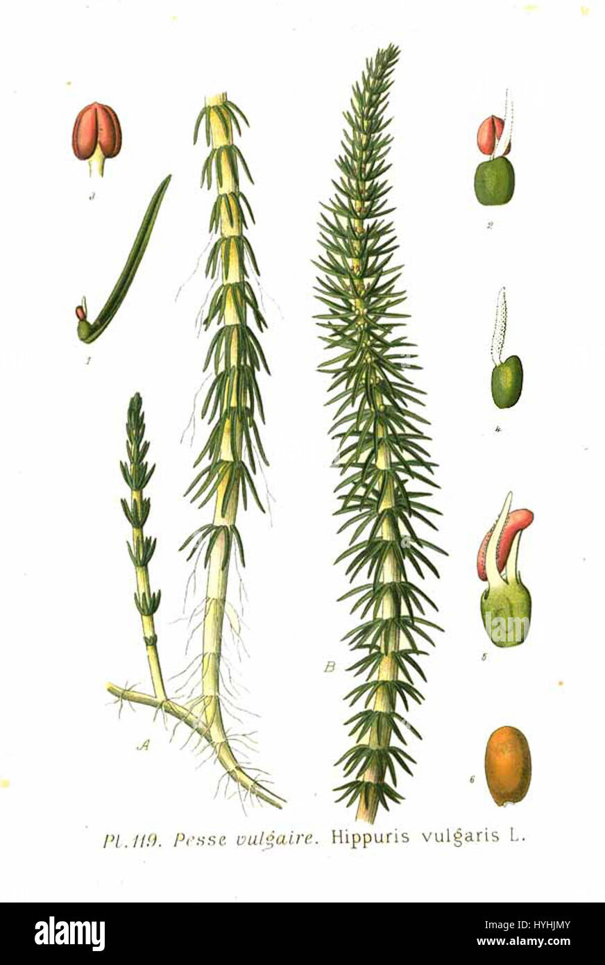 'Hippuris vulgaris l', communément appelée queue de jument commune, est une espèce de plante aquatique que l'on trouve dans les régions tempérées. L'espèce est illustrée pour ses caractéristiques botaniques, en mettant l'accent sur ses feuilles étroites et son habitat dans les environnements d'eau douce. Banque D'Images