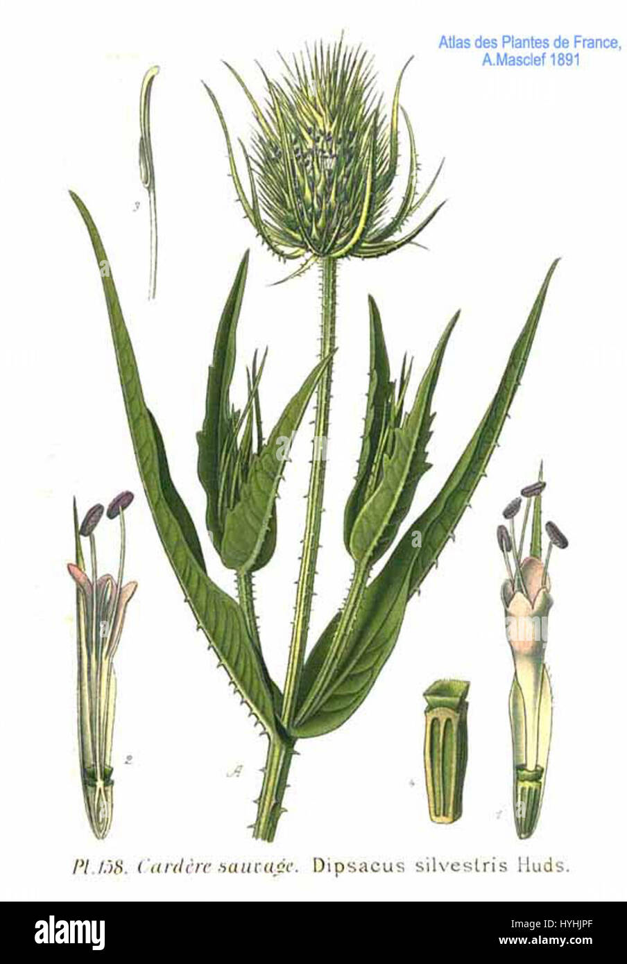 Dipsacus silvestris, communément appelé teasel sauvage, est une espèce végétale identifiée par Huds au XVIIIe siècle. Cette plante est connue pour ses têtes de graines épineuses, qui étaient historiquement utilisées dans l'industrie textile pour peigner la laine et les fibres. Banque D'Images Dipsacus silvestris, communément appelé teasel sauvage, est une espèce végétale identifiée par Huds au XVIIIe siècle. Cette plante est connue pour ses têtes de graines épineuses, qui étaient historiquement utilisées dans l'industrie textile pour peigner la laine et les fibres. Banque D'Images