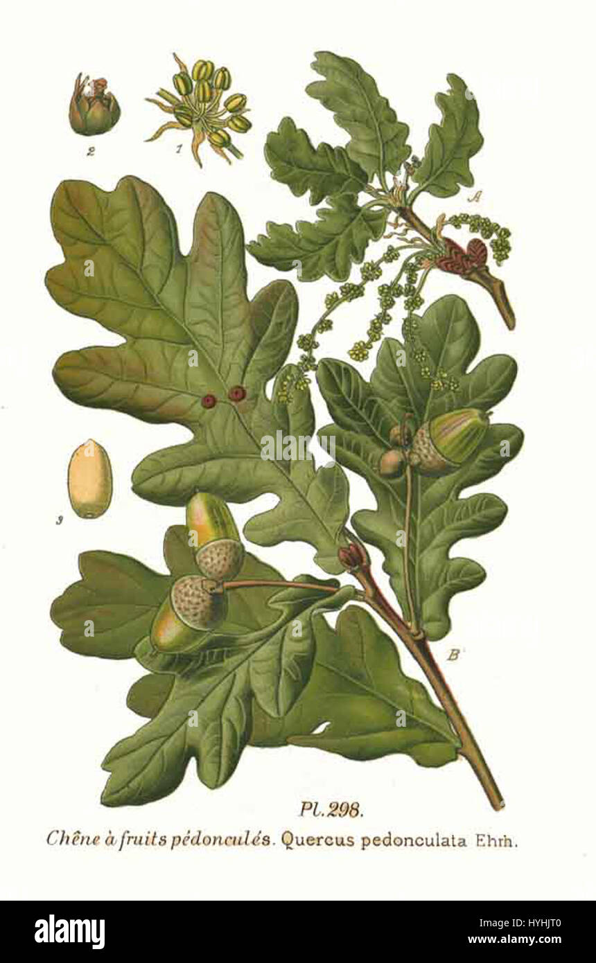 '298 Quercus pedonculata Ehrh' représente une illustration botanique du chêne anglais. Cette espèce, connue pour sa force et sa longévité, est représentée avec précision dans cette œuvre d'art détaillée, reflétant son importance dans l'histoire naturelle et la botanique. Banque D'Images