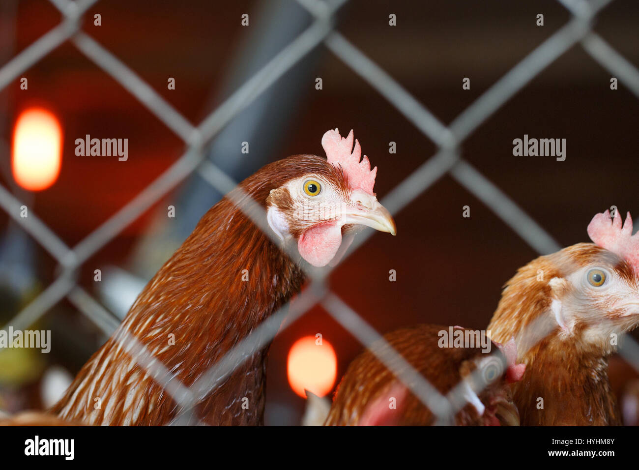 Les poules pondeuses, vivant dans des espaces confinés dans une installation industrielle, d'être bloqué derrière une clôture. La violence envers les animaux, qui vivent en captivité, la nourriture indust Banque D'Images