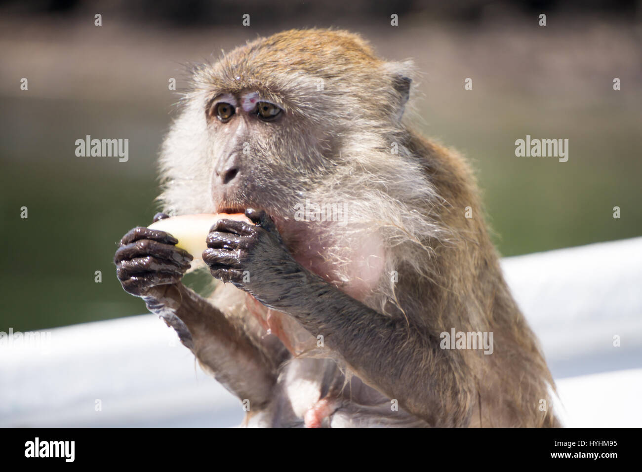 Monkey manger des fruits et de faire un gâchis. Banque D'Images