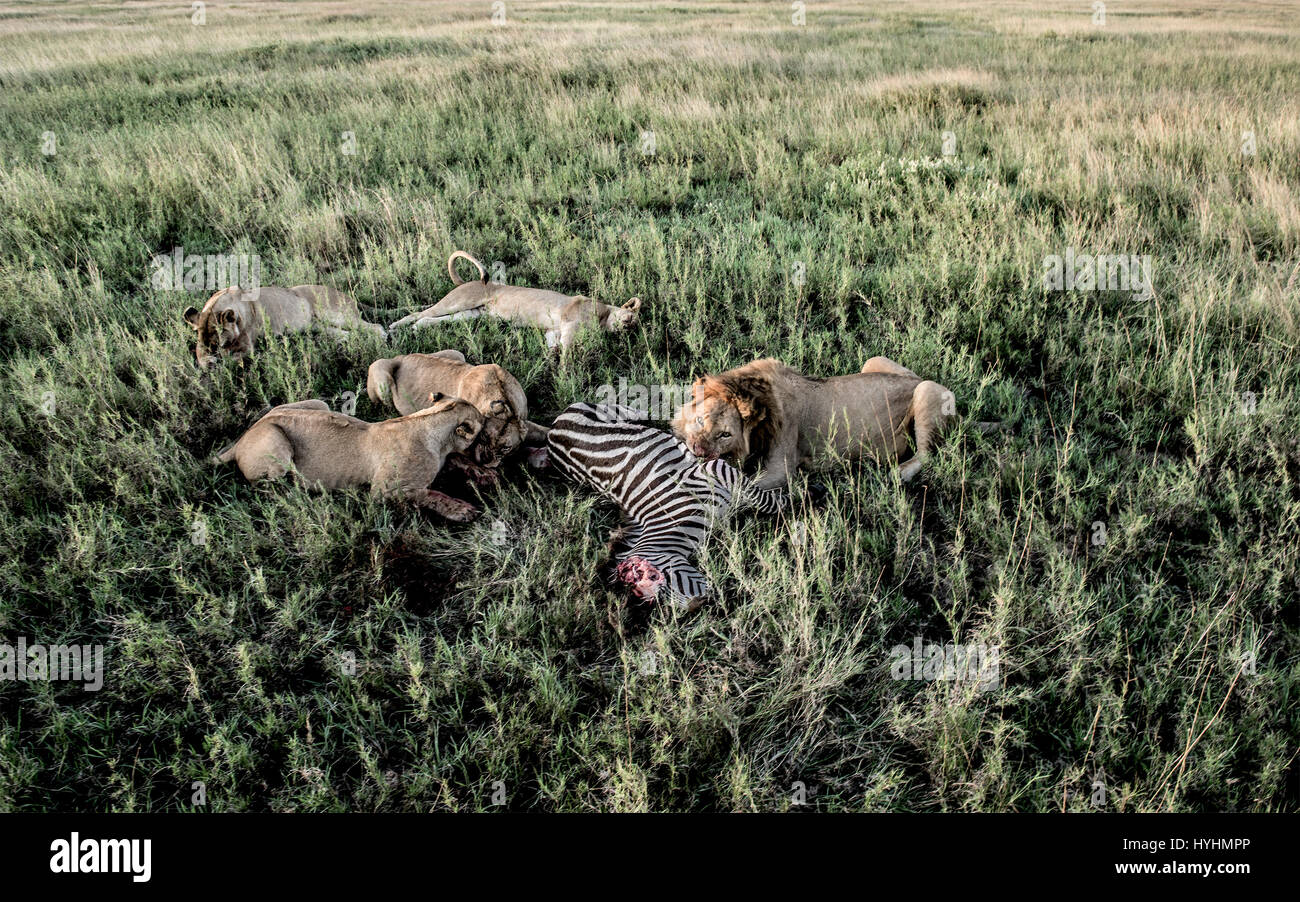 Les lions mâles et femelles zèbres manger dans le Parc National du Serengeti Banque D'Images