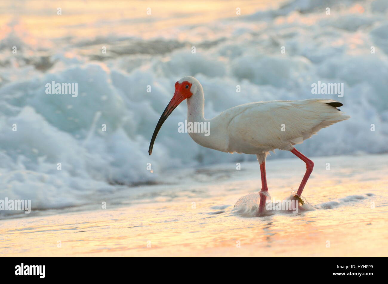 Ibis blanc américain Banque D'Images
