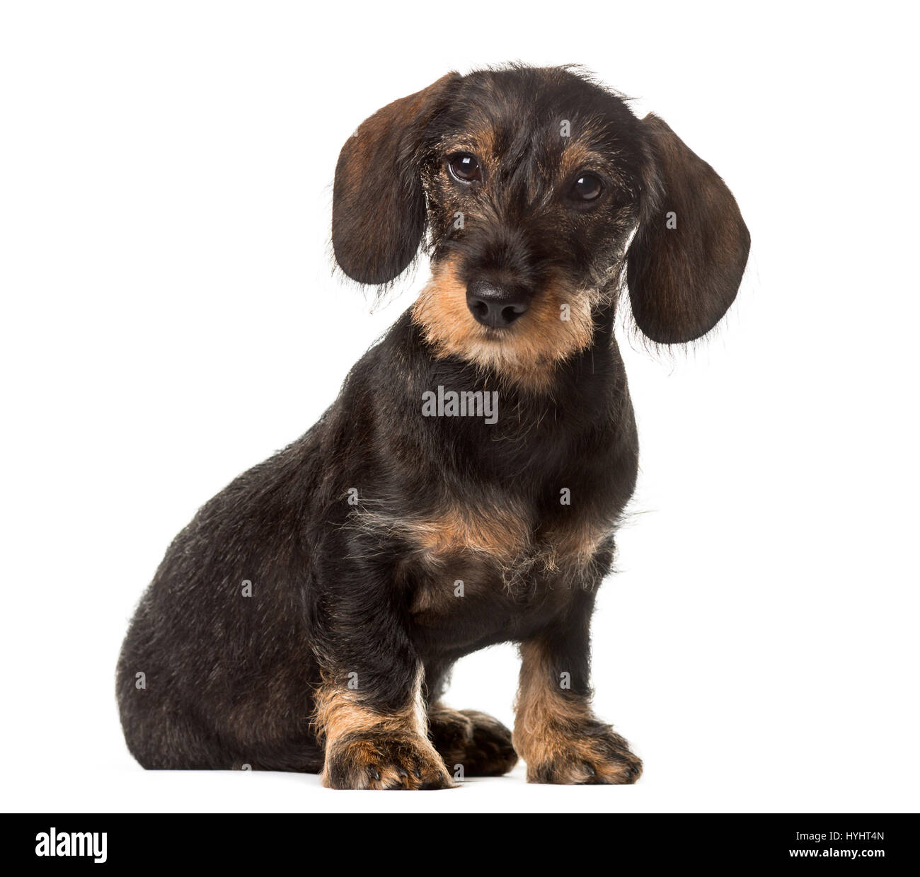 Teckel chocolat assis , isolated on white Banque D'Images