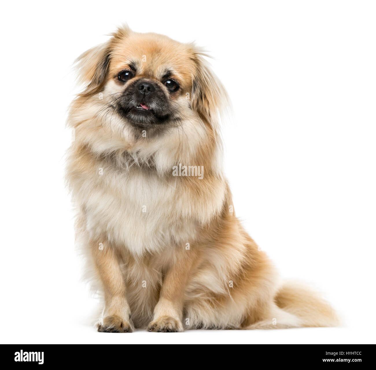 Tibetan Spaniel sitting, 2 ans , isolated on white Banque D'Images