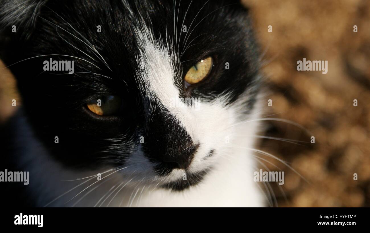 Le noir et blanc super mignon jeune chat Banque D'Images