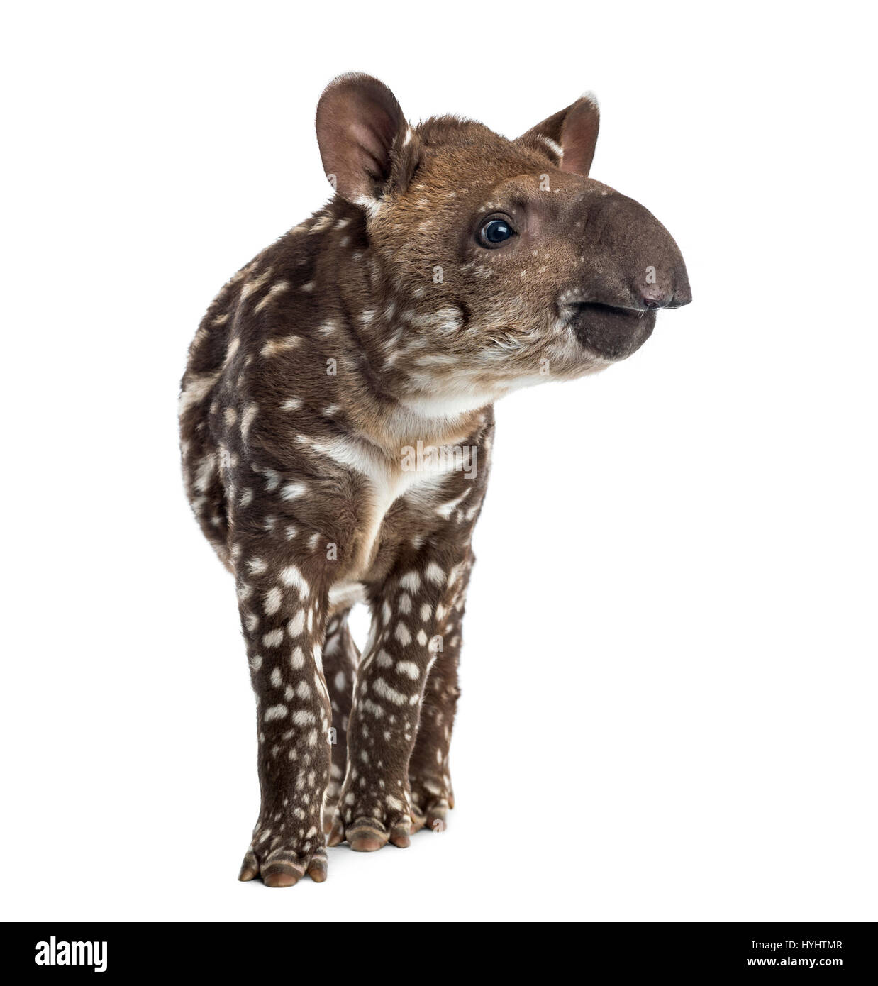 Tapir d'Amérique du Sud les jeunes, isolé sur blanc, 41 jours Banque D'Images