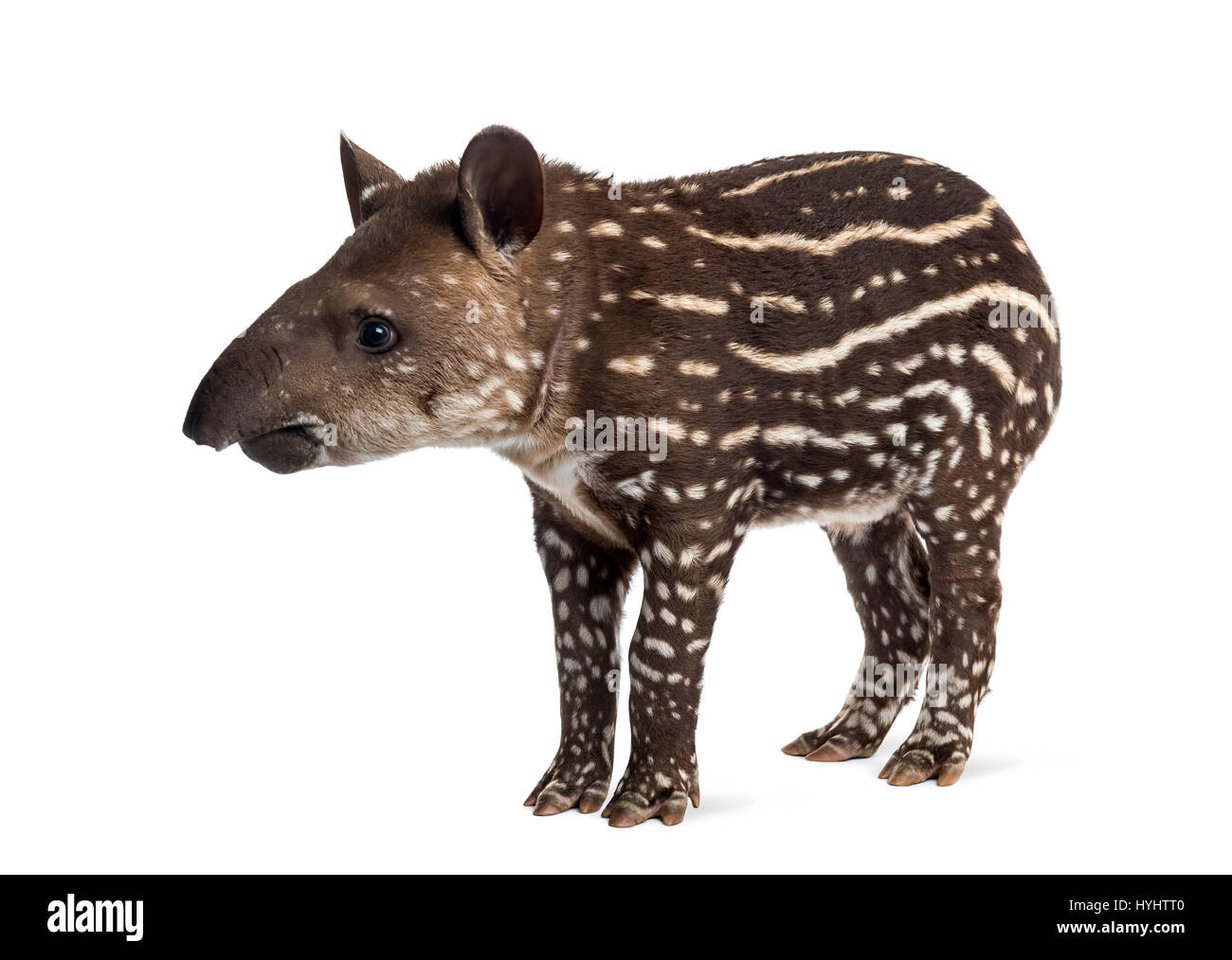 Vue latérale d'un jeune tapir d'Amérique du Sud, isolé sur blanc, 41 jours Banque D'Images