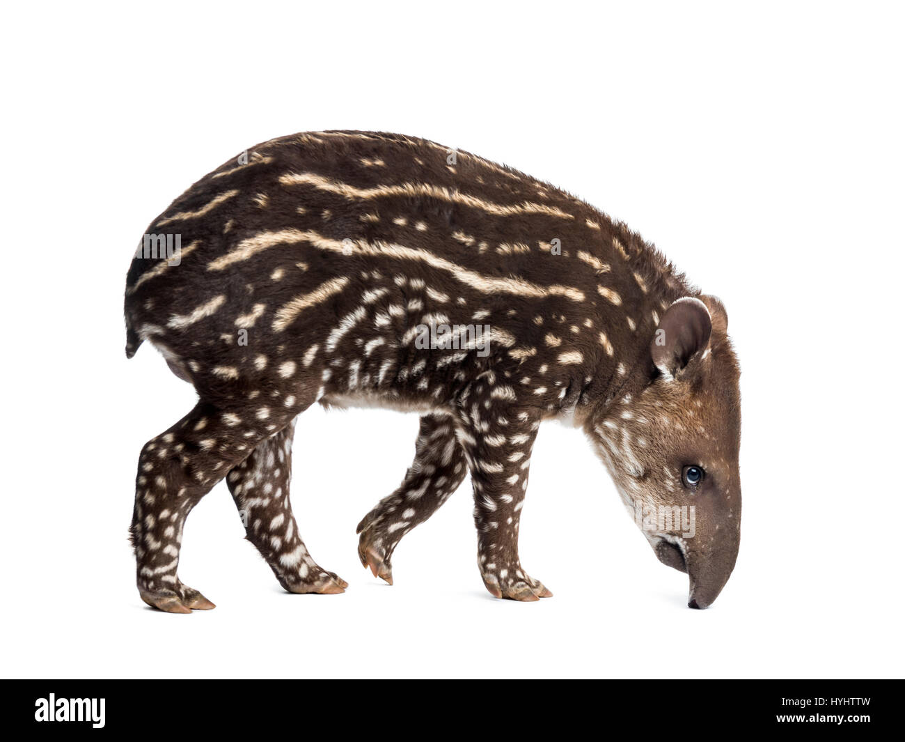 Vue latérale d'un jeune tapir d'Amérique du Sud, isolé sur blanc, 41 jours Banque D'Images