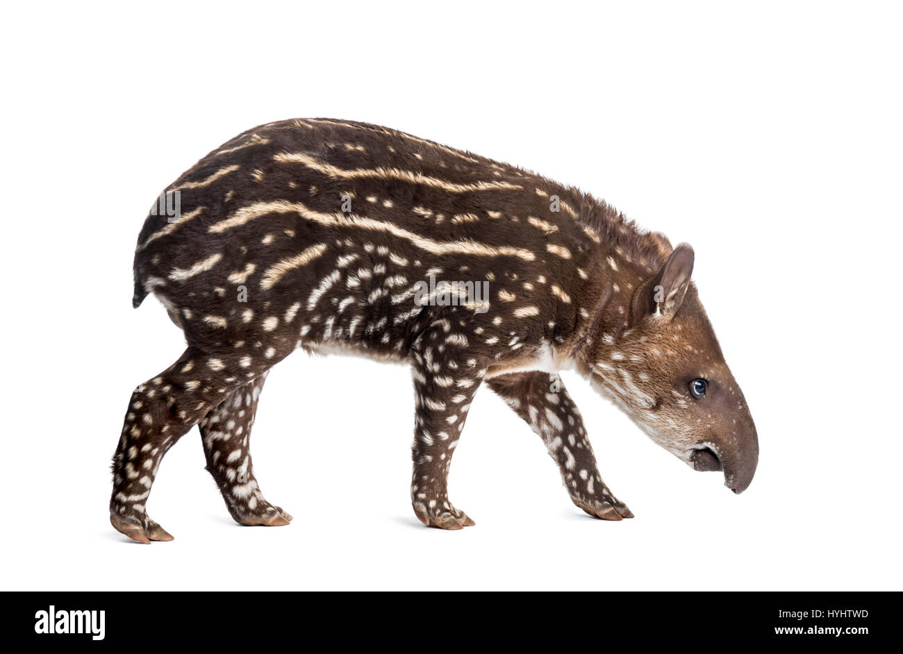 Vue latérale d'un jeune tapir d'Amérique du Sud, isolé sur blanc, 41 jours Banque D'Images
