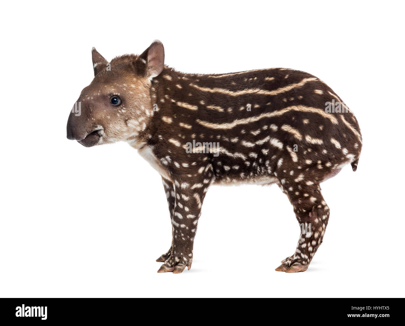 Vue latérale d'un jeune tapir d'Amérique du Sud, isolé sur blanc, 41 jours Banque D'Images
