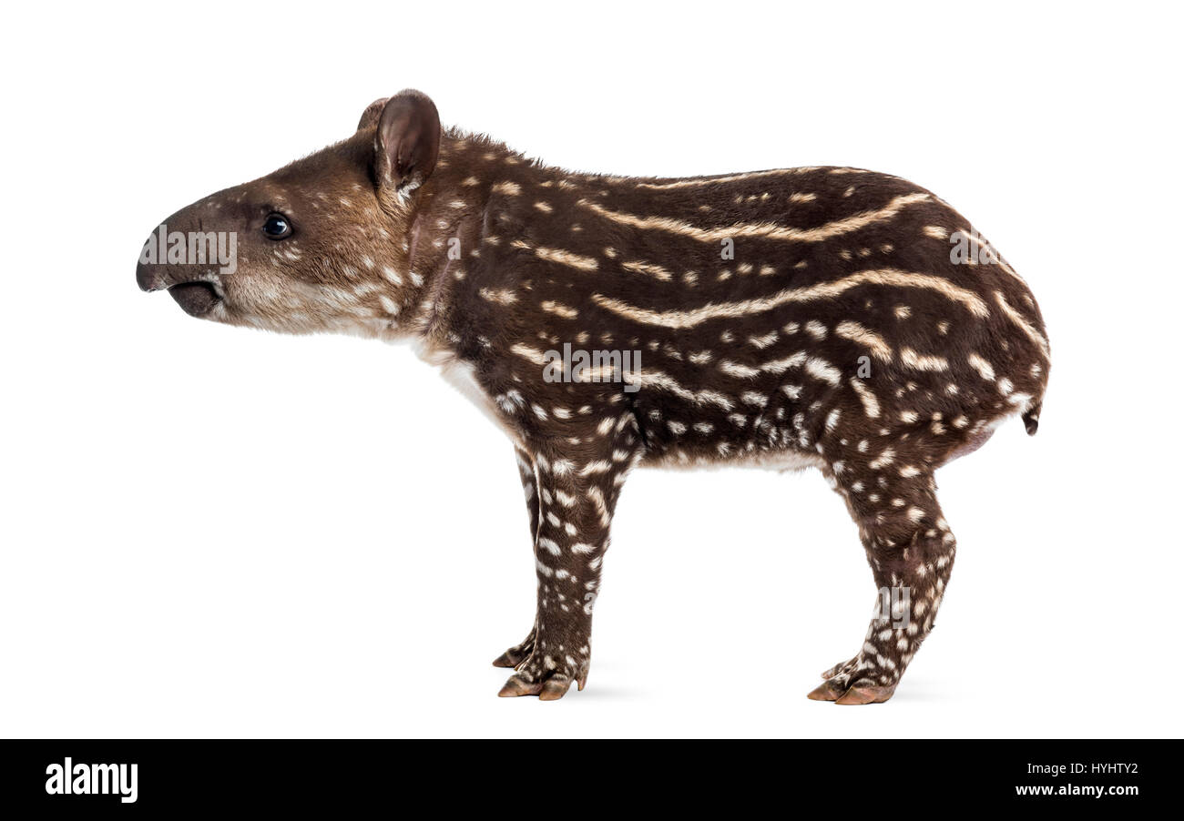 Vue latérale d'un jeune tapir d'Amérique du Sud, isolé sur blanc, 41 jours Banque D'Images